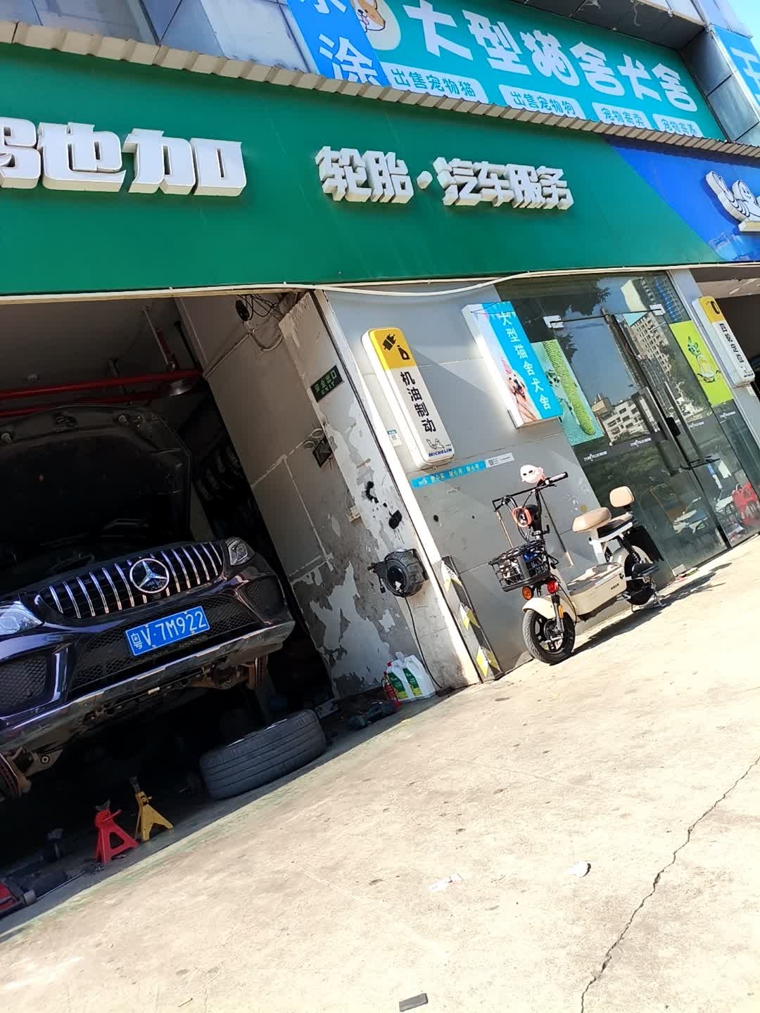 深圳大型猫舍犬舍猫狗售卖基地