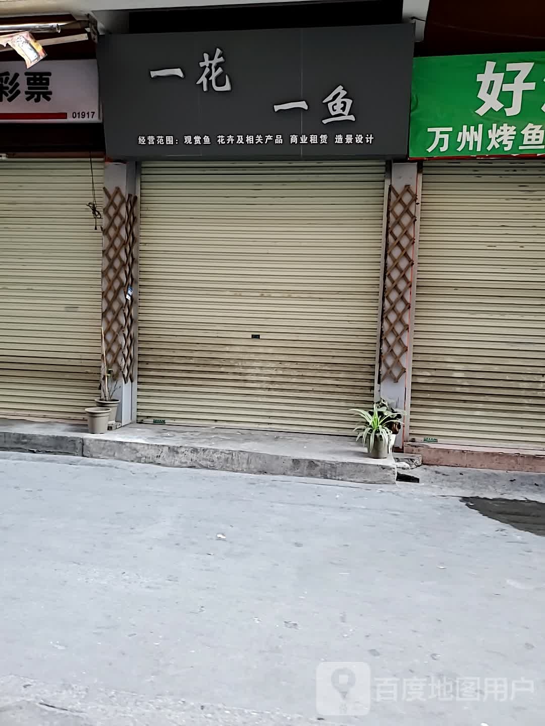 一花一鱼水族花卉