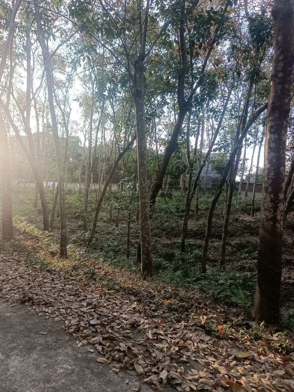 大宝山