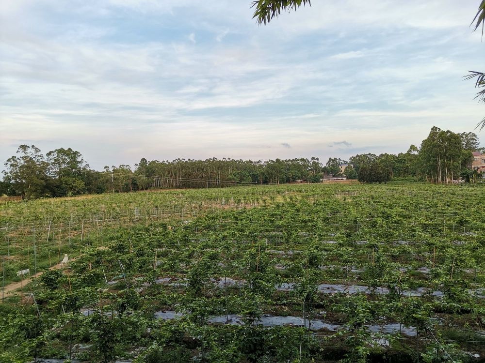 玉林市福绵区丰悦水果种植专业合作社