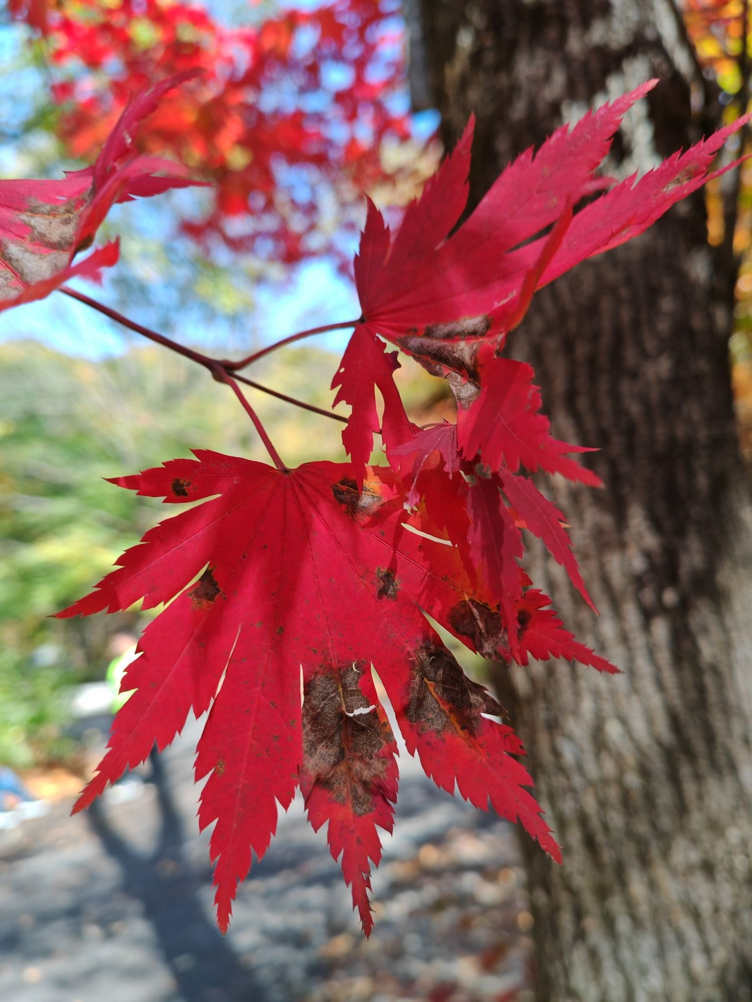 桓仁枫林谷森林公园