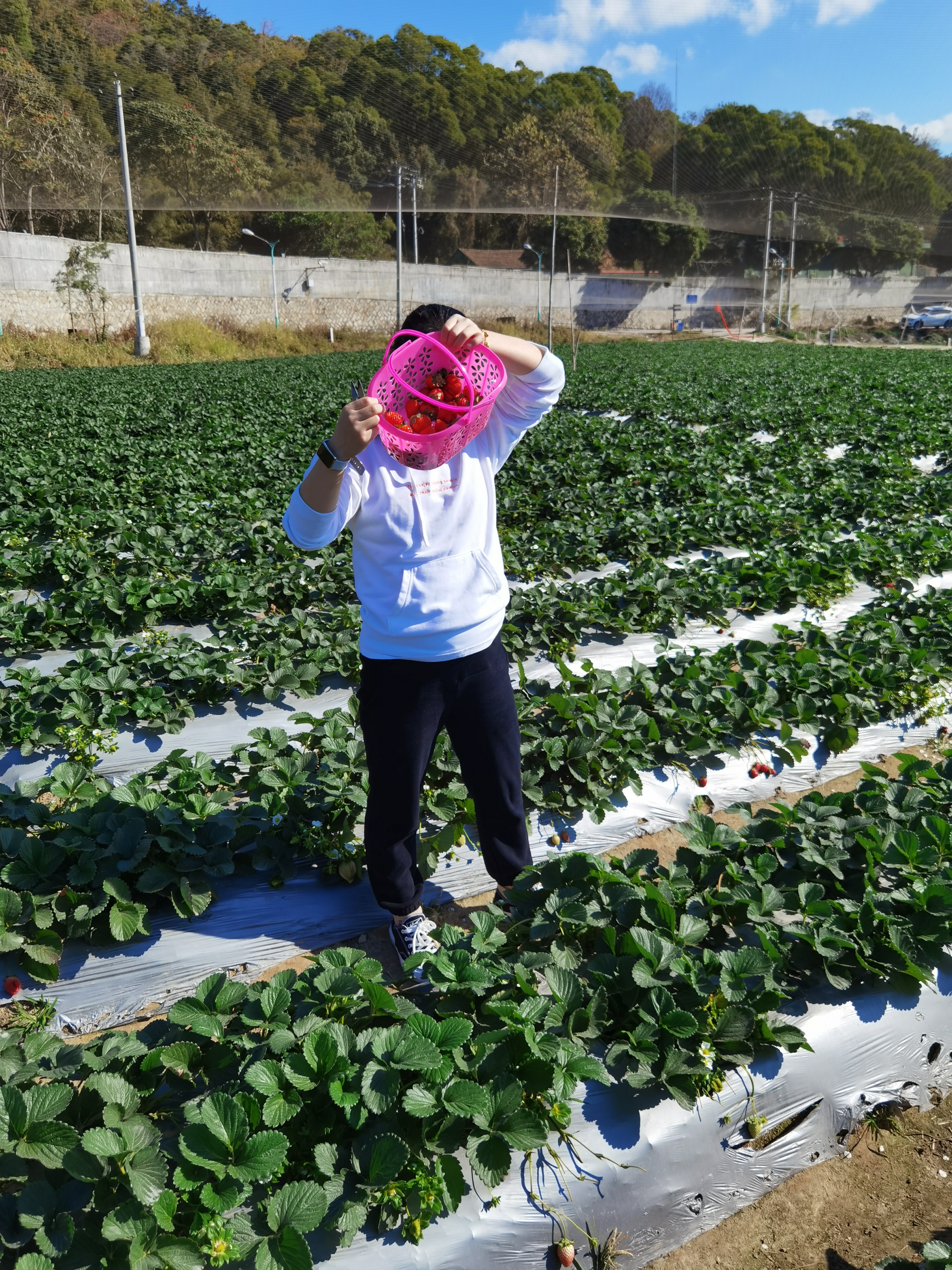 天马山草莓自摘园