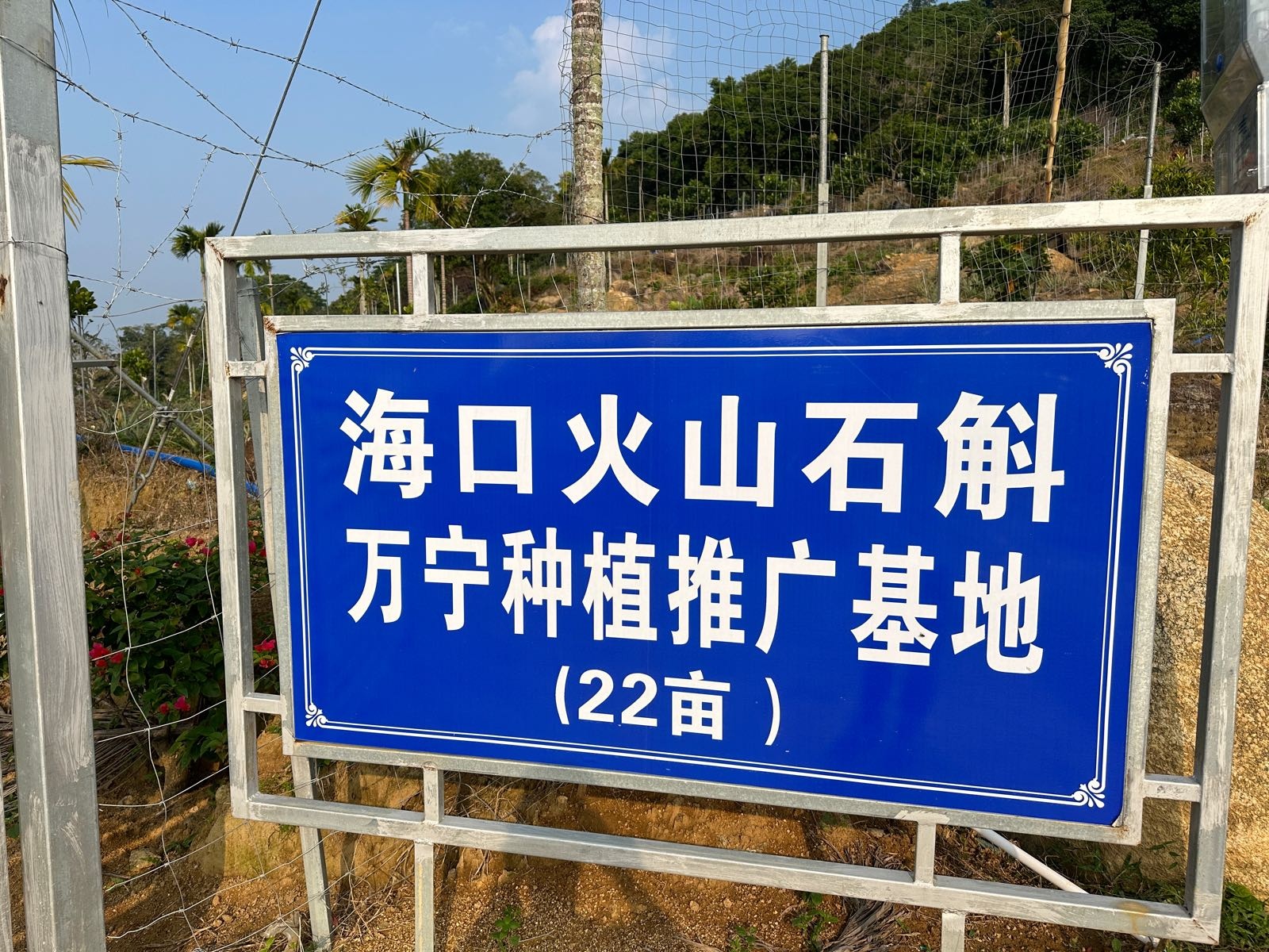 海口火山石斛万宁种植推广基地
