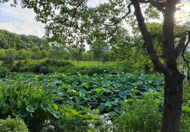 圭峰山文体公园