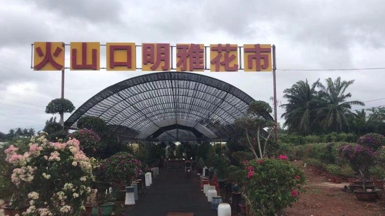 火山口明雅花市