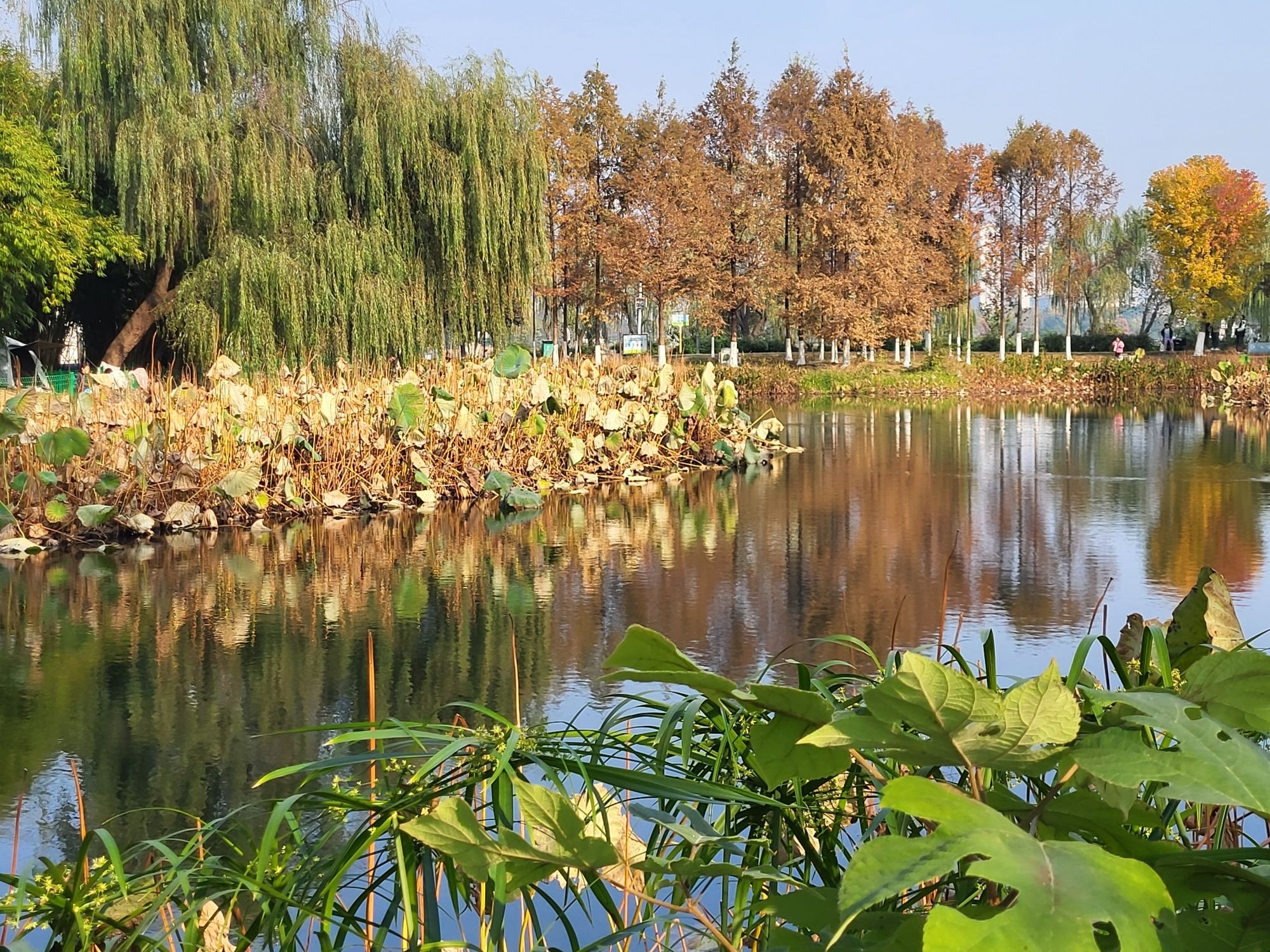 金银湖国家城市湿地公园