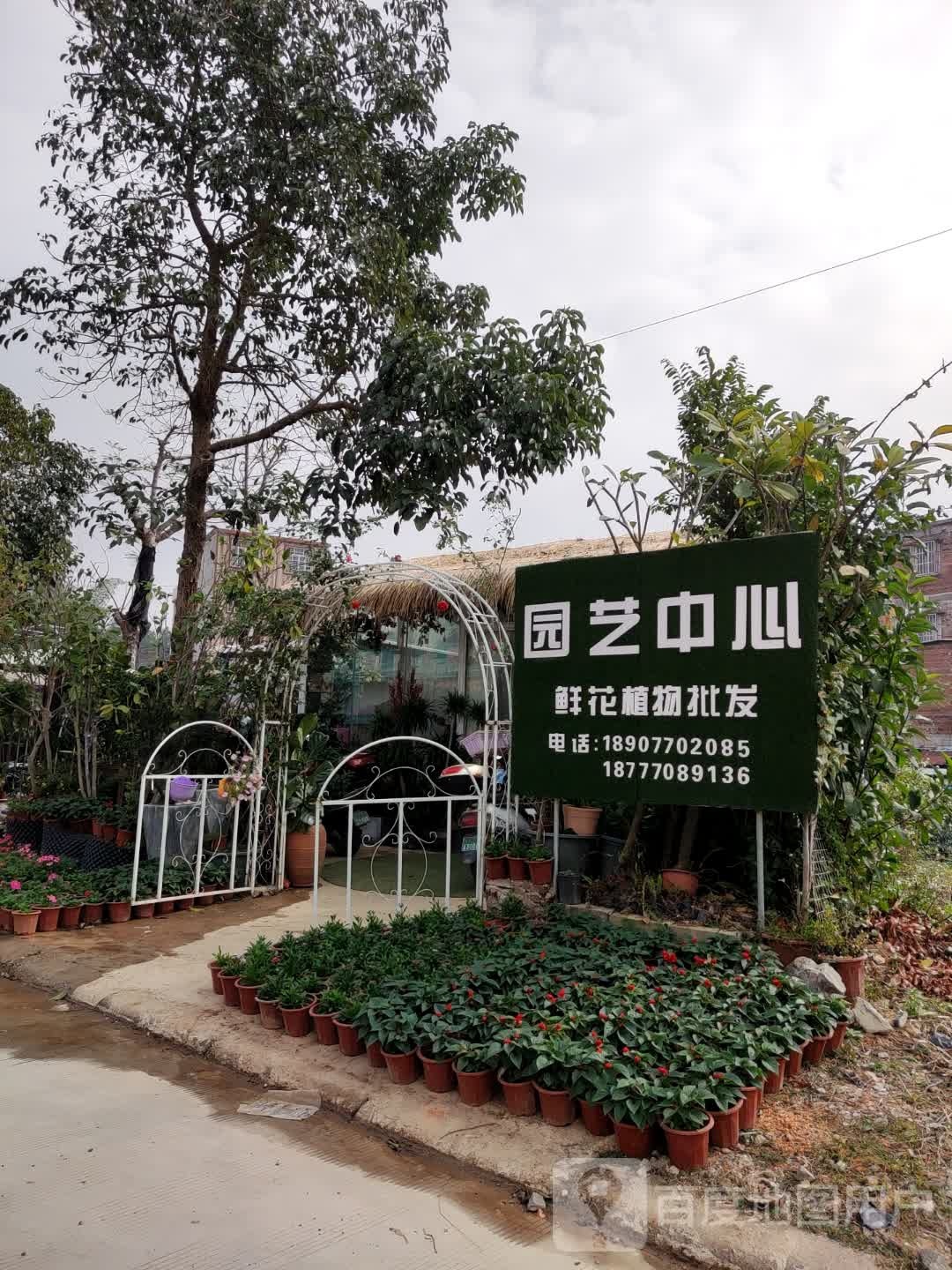 园艺中心花卉