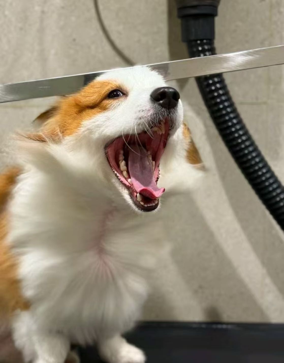 哈尼宠物店(宝龙分店)