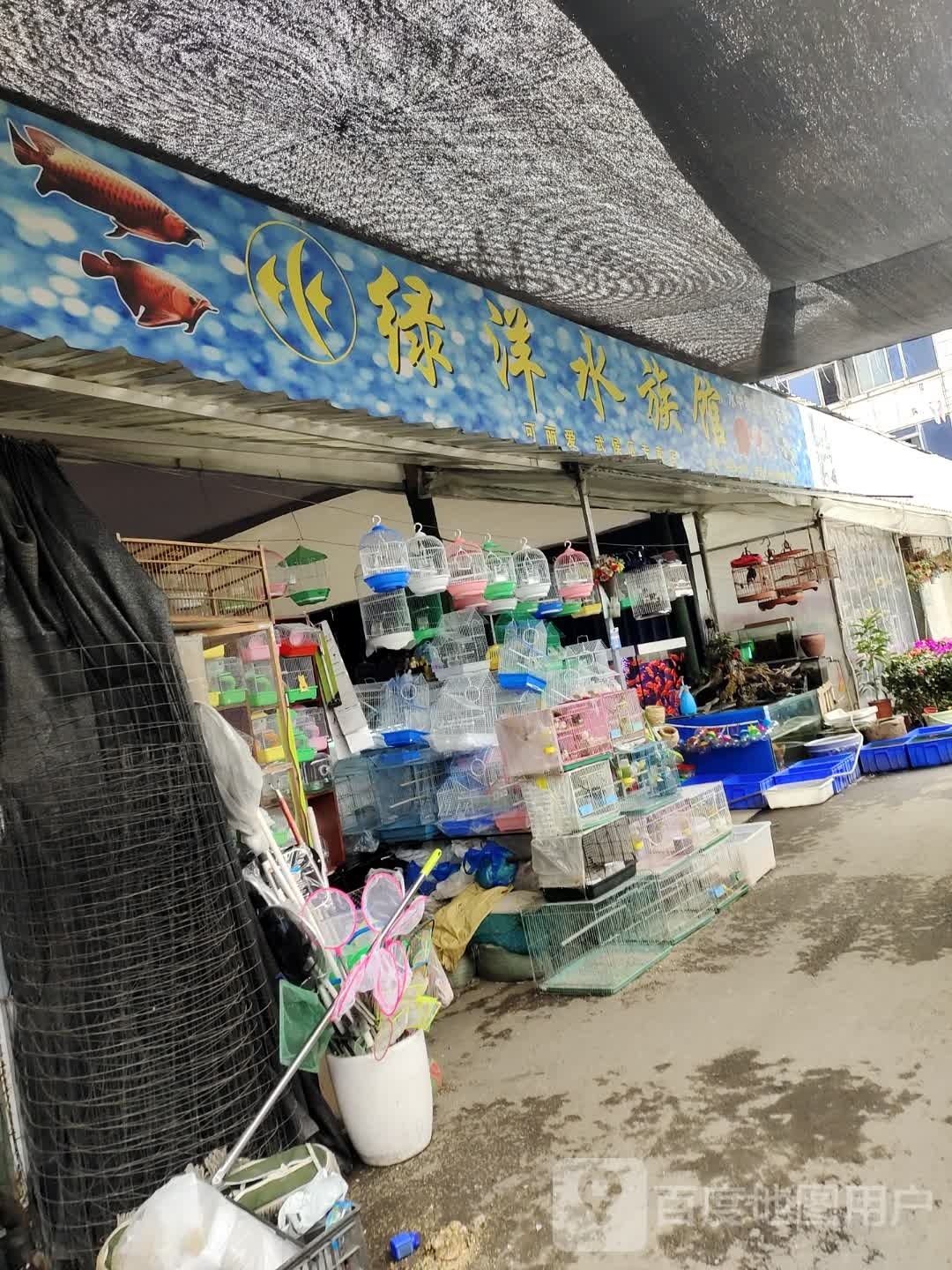 绿洋水族可丽爱专卖店