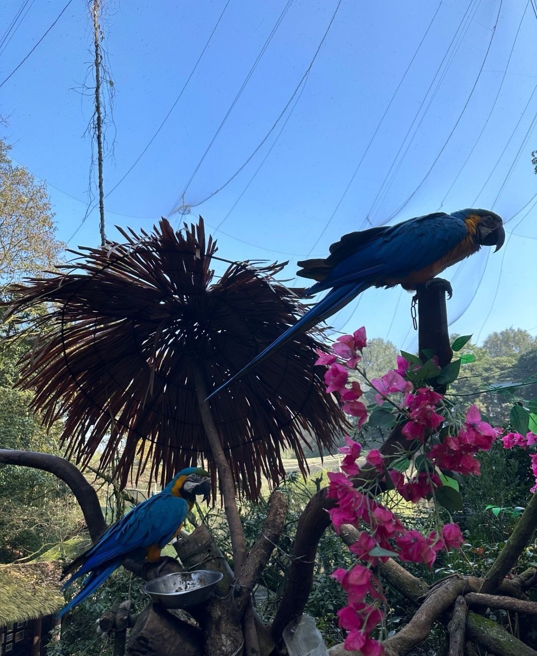 碧峰峡野生动物园