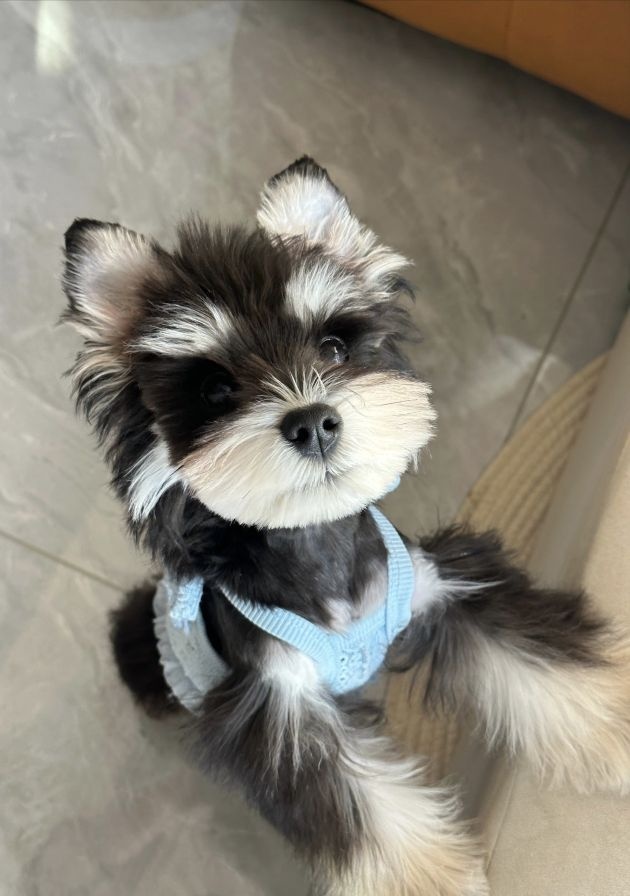 中山心友宠物犬舍基地狗场