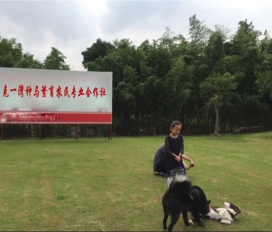 若尔盖县唐克一湾种马繁育农民专业合作社