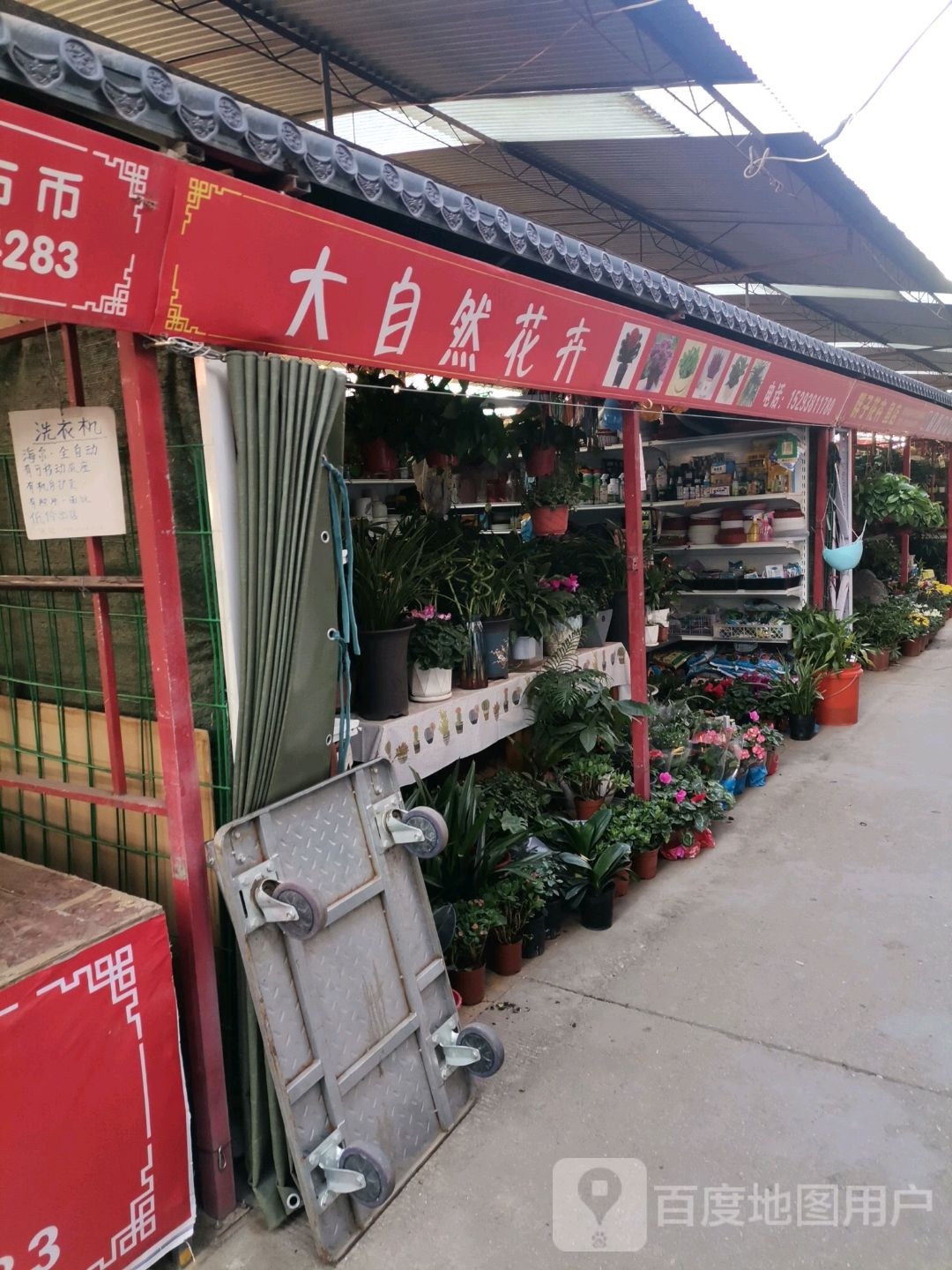 大自然花卉