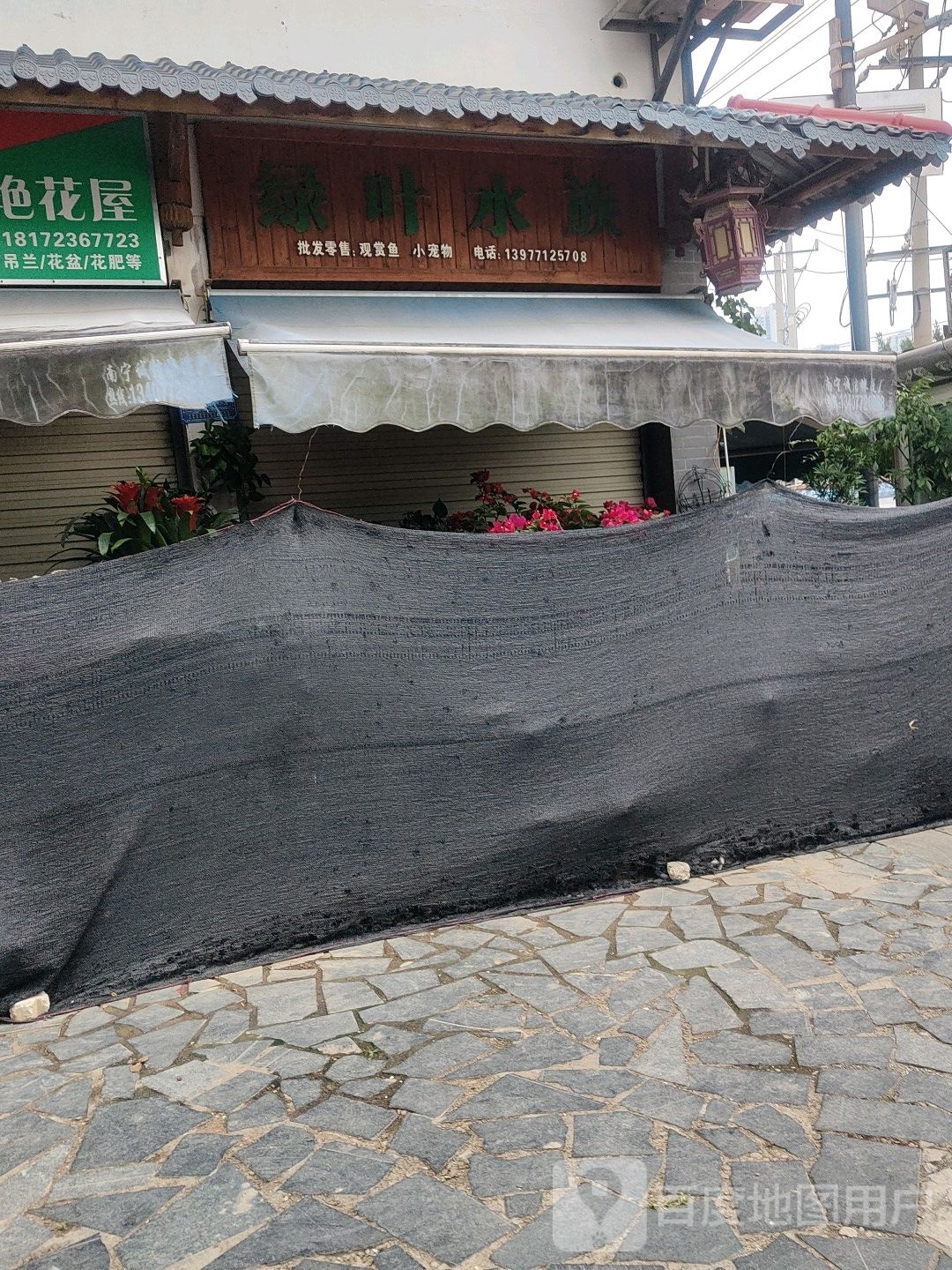 绿叶水族