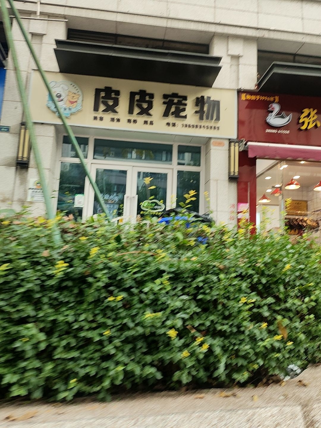 皮皮宠物