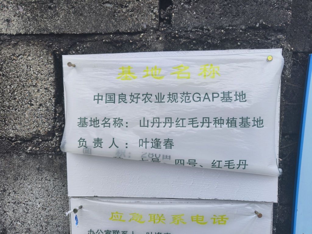 山丹丹红毛丹种植基地