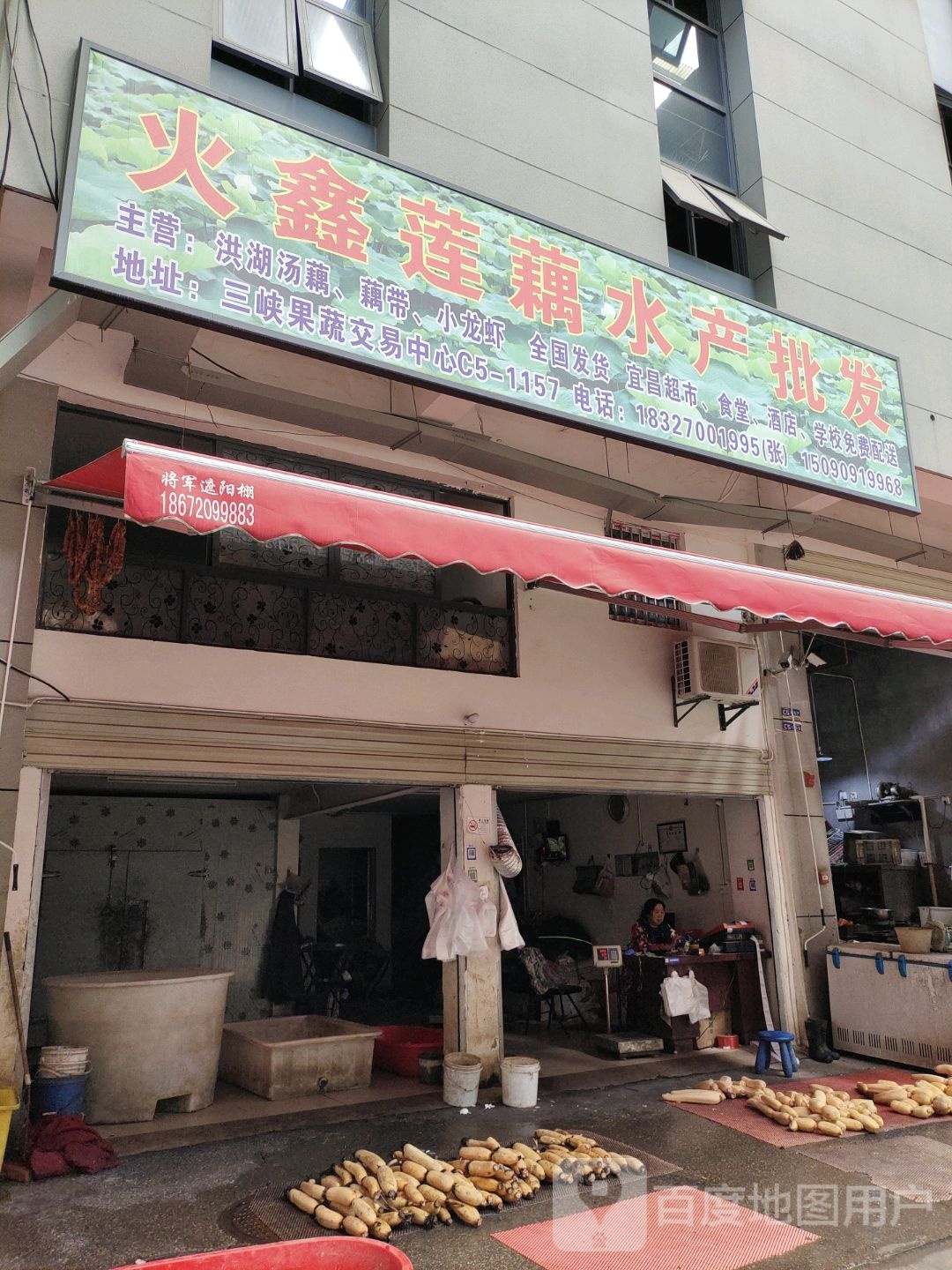 火鑫莲藕水产批发