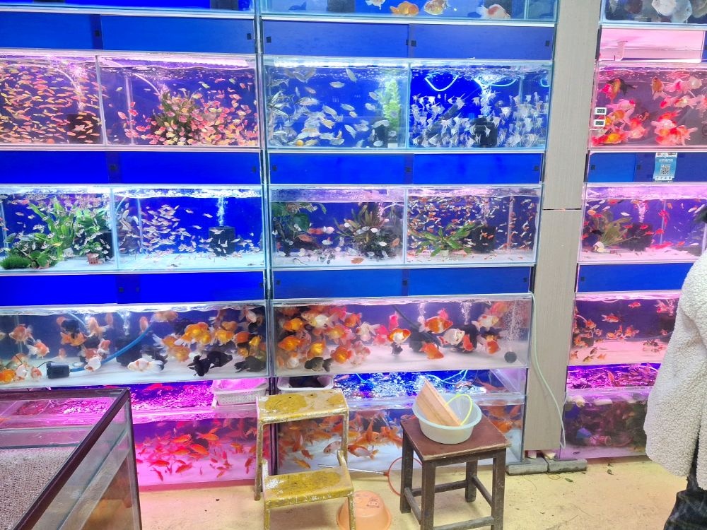 小燕水族馆(兰坪路店)