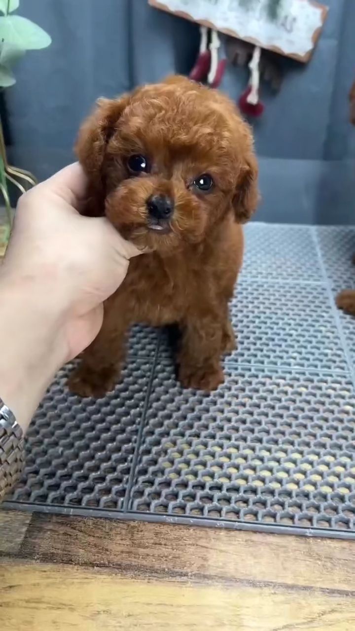 东莞有喵宠物市场猫舍犬舍购宠基地