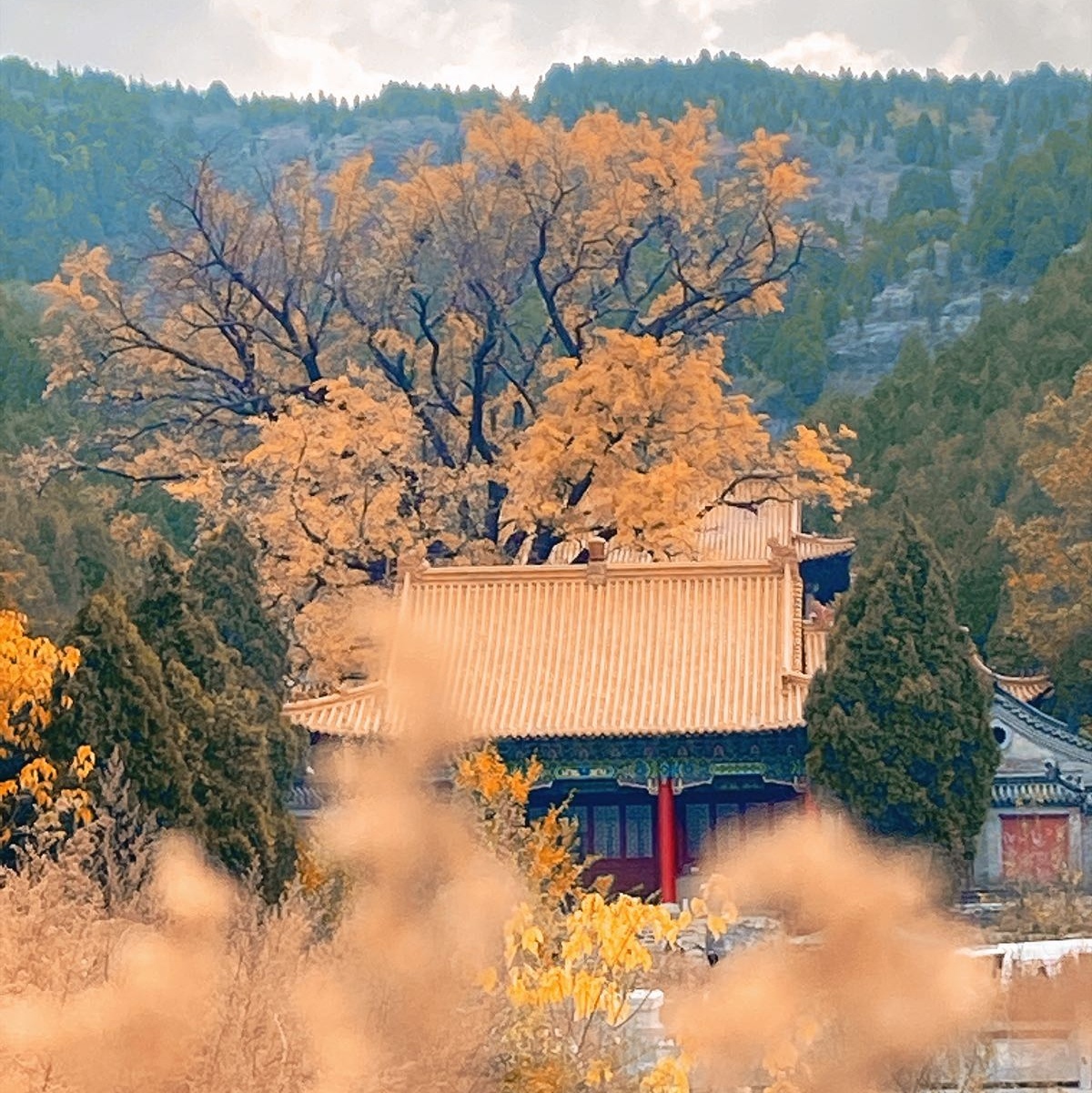 淌豆寺