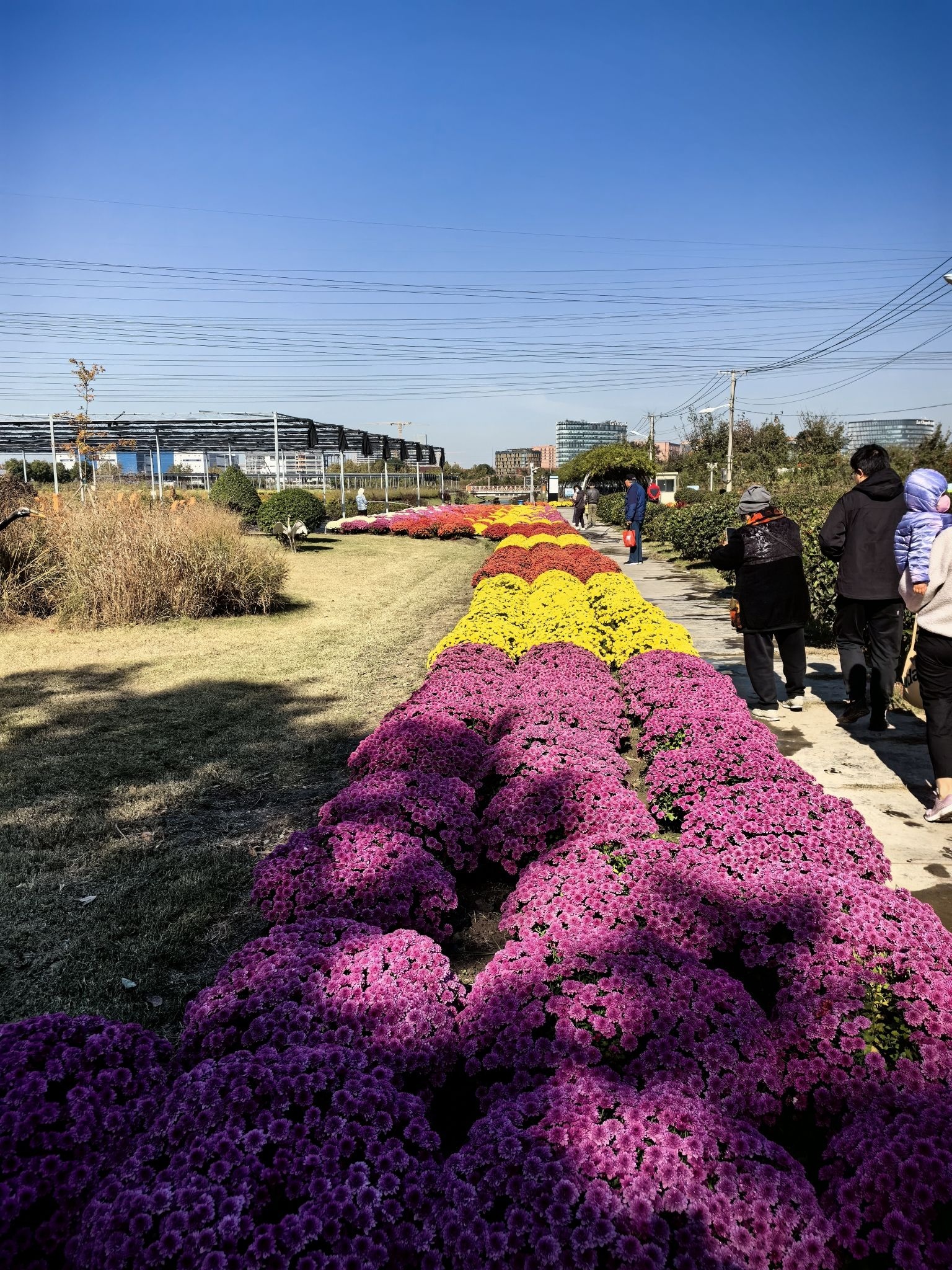 放鹤谷鲜花农场