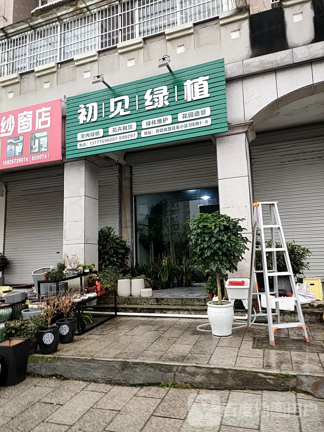 初见绿植