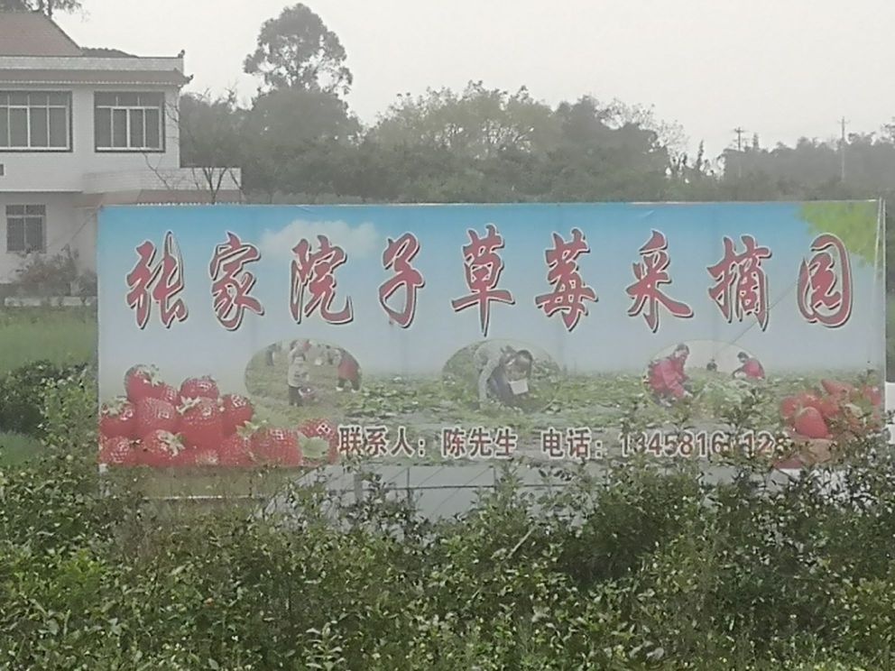 张家院子草莓采摘园