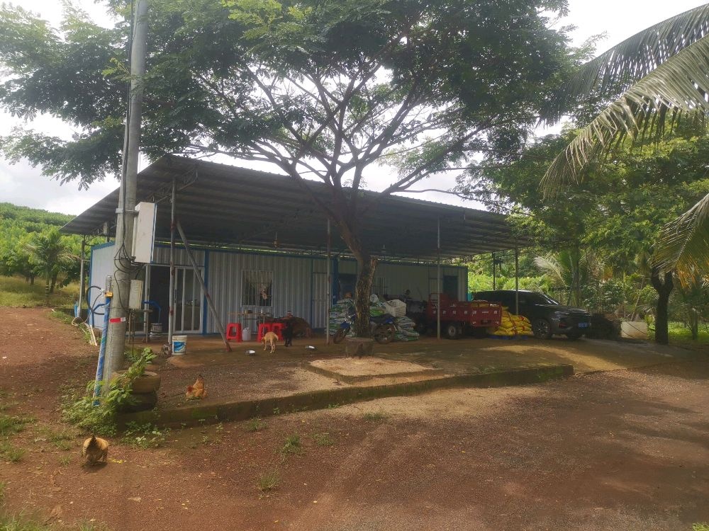 海南省文昌市重兴镇大勇村释迦果基地