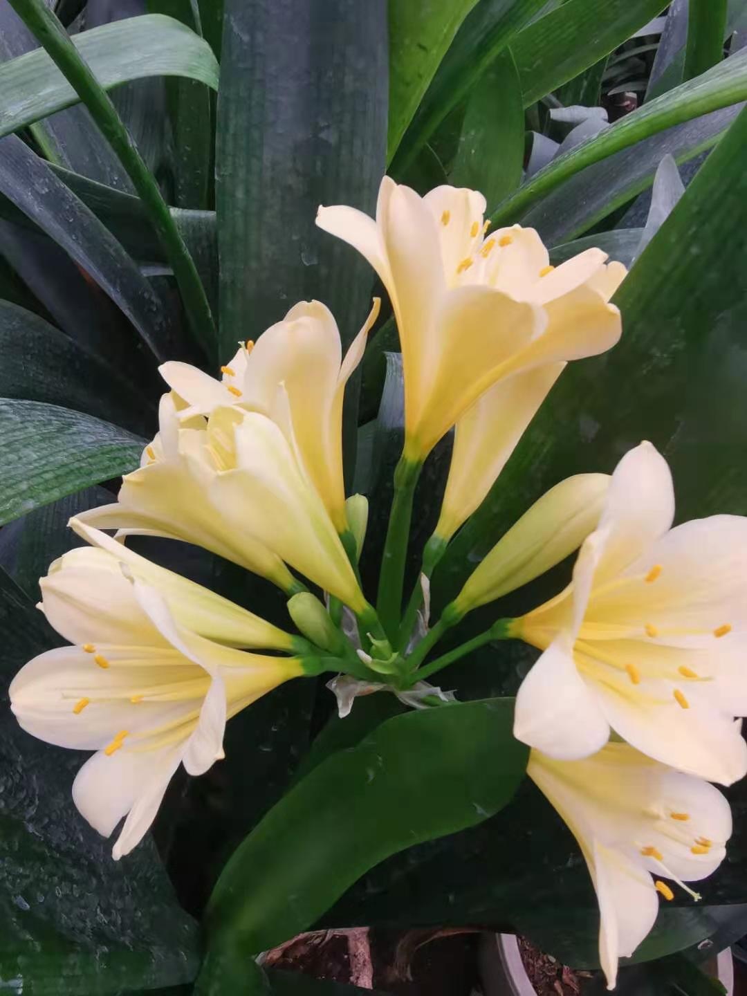 富华花卉