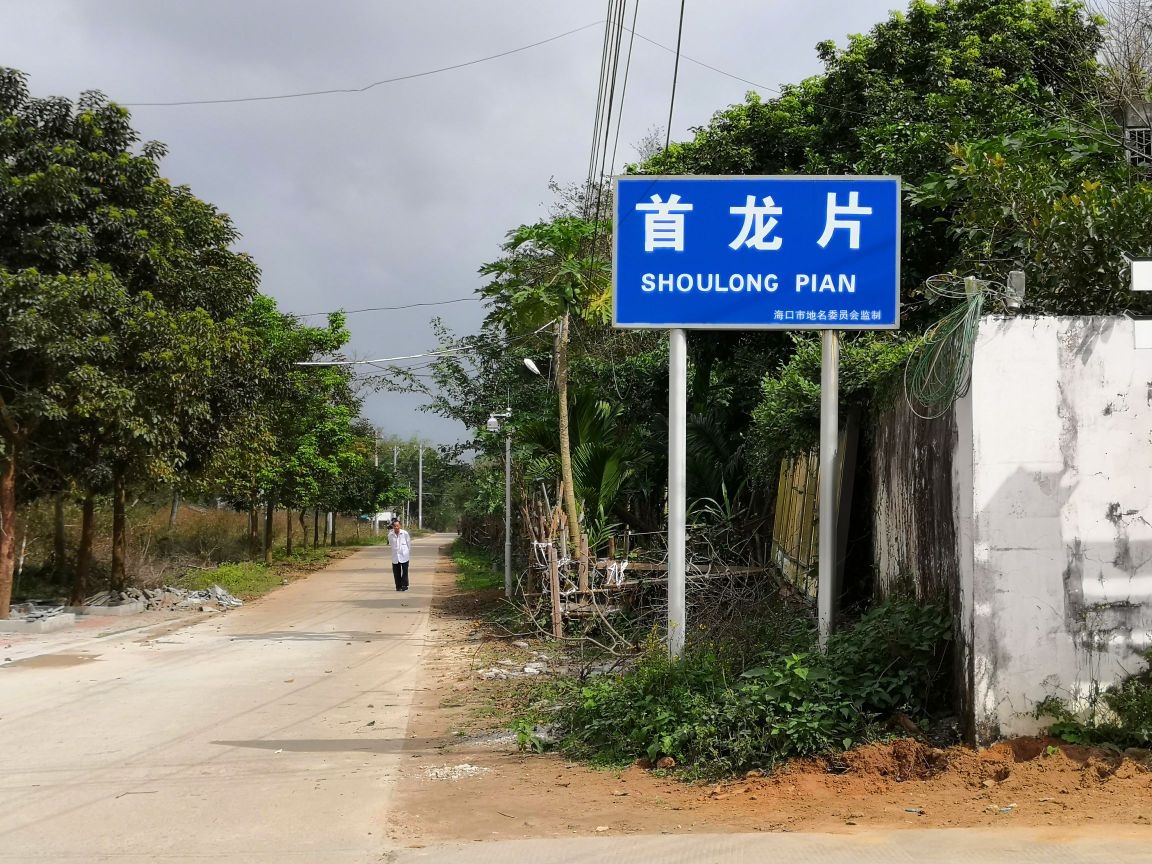 尾龙片