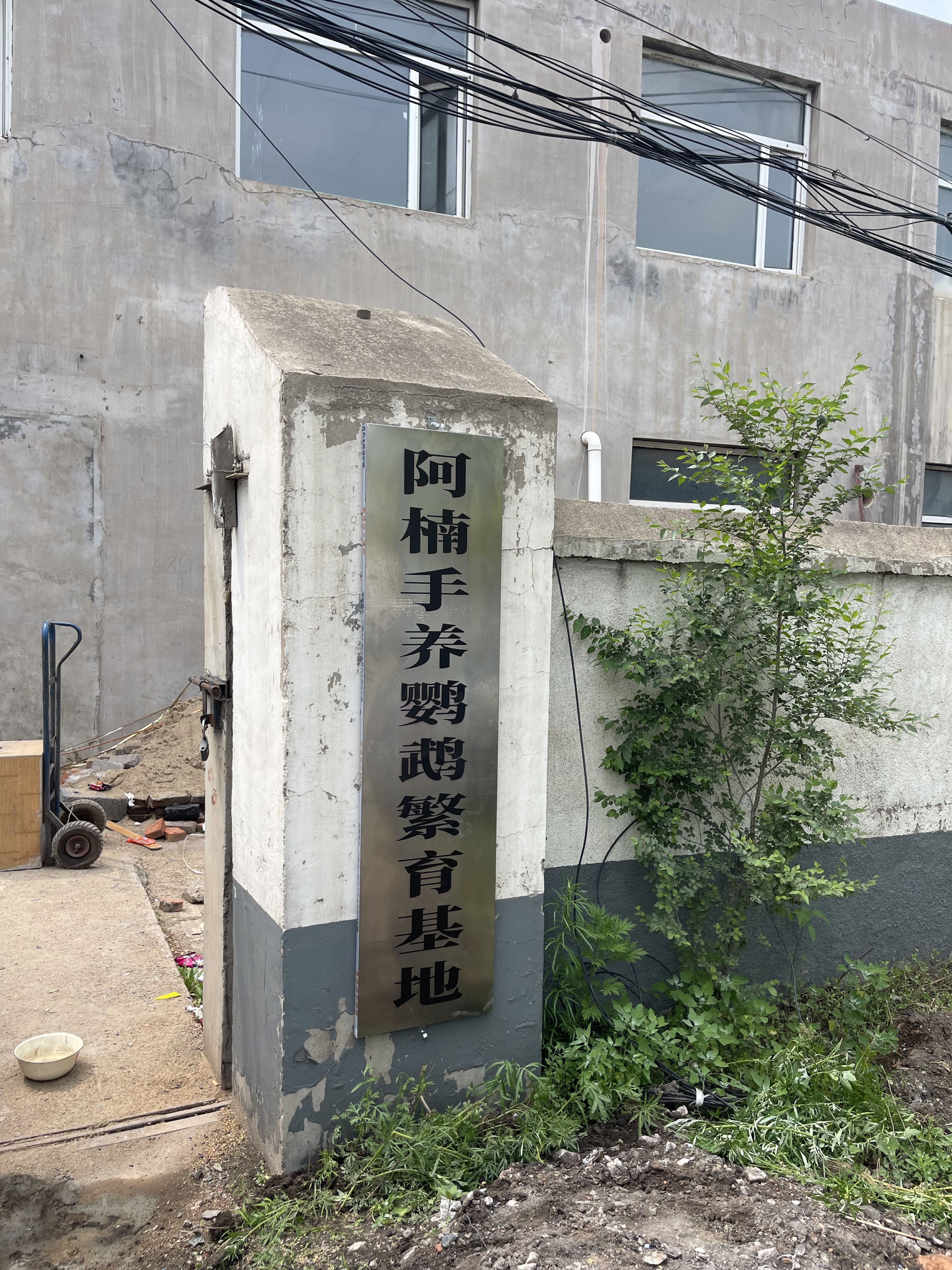 阿楠手养鹦鹉繁育基地