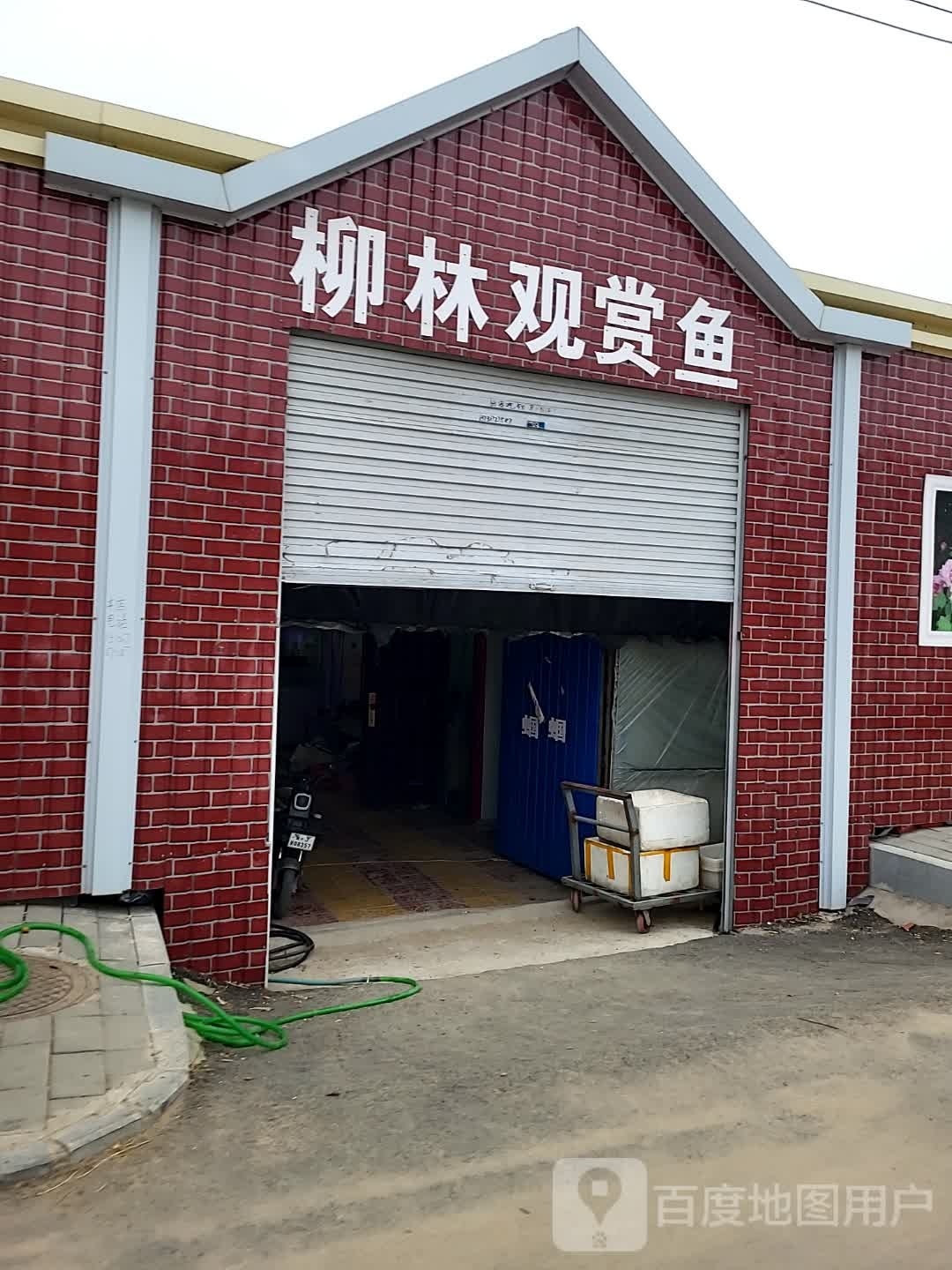 柳林观赏鱼