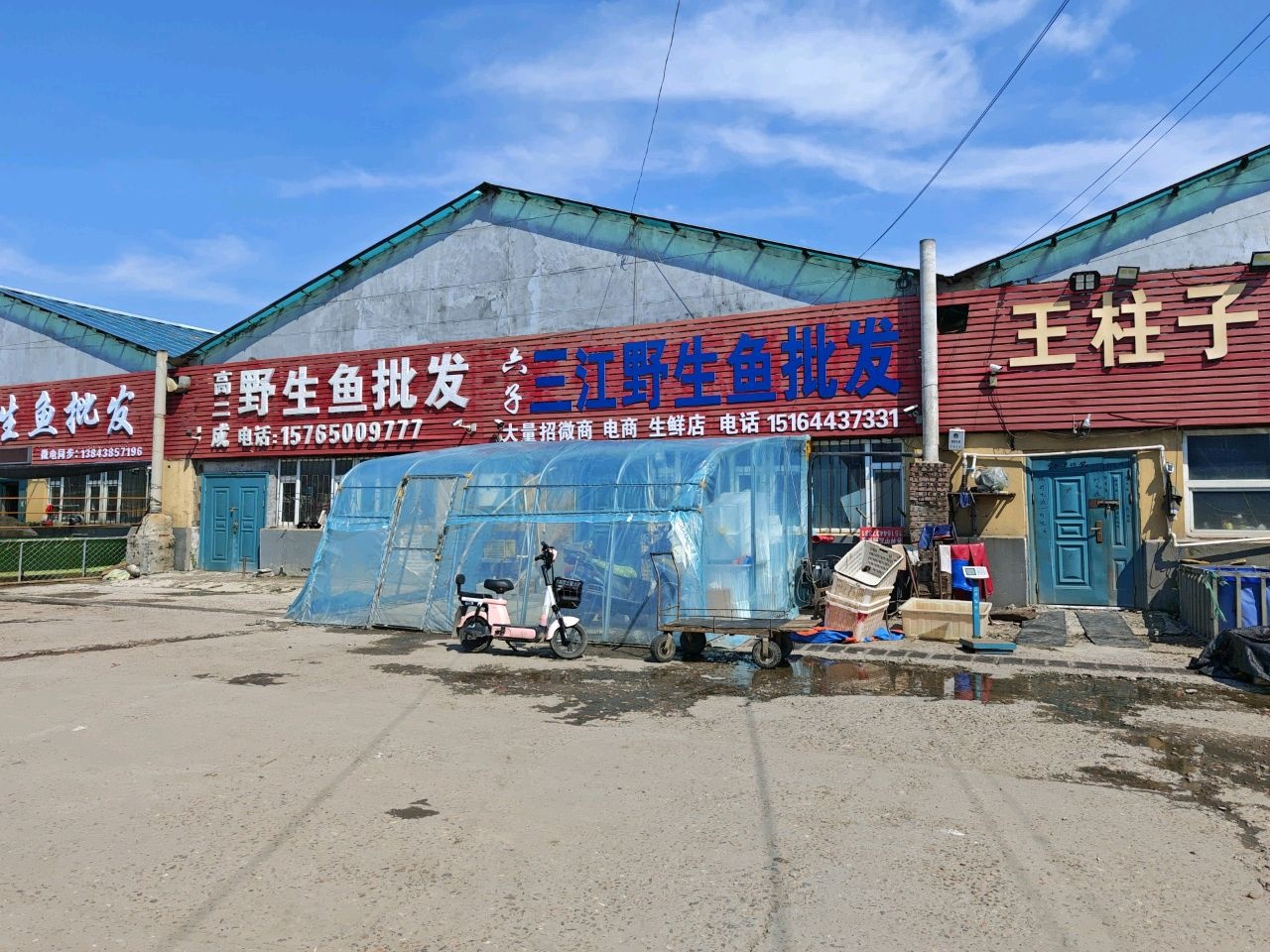 高二成野生鱼批发