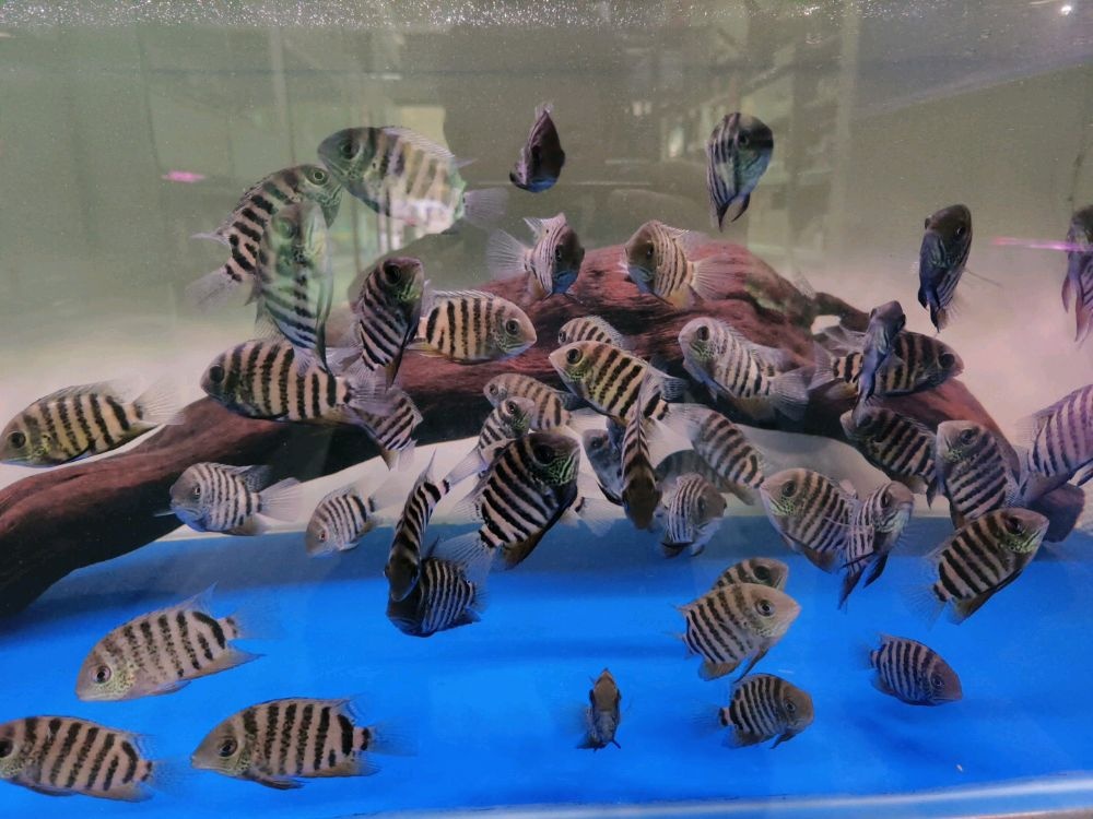亩乐络略鱼之友水族馆