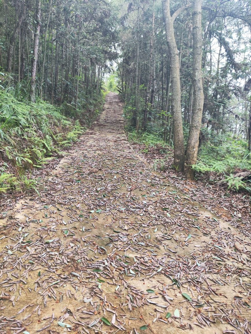 天子山森林公园