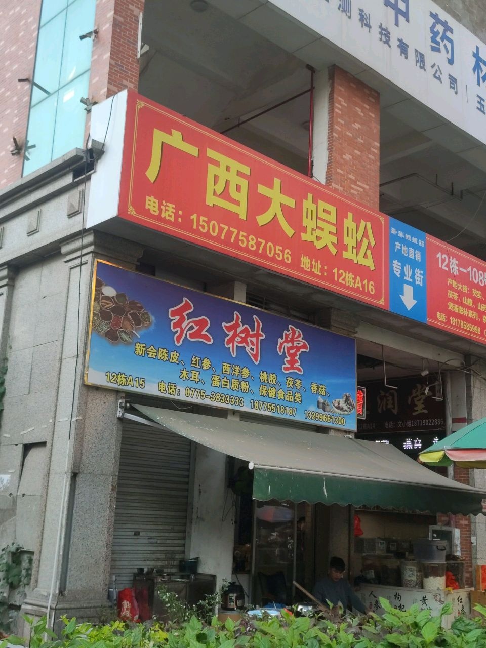 广西大蜈蚣