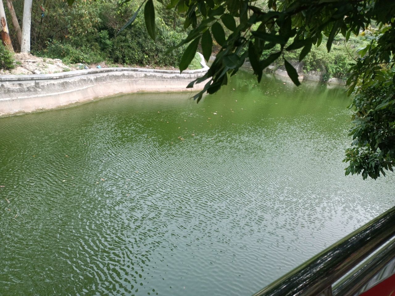 放生池