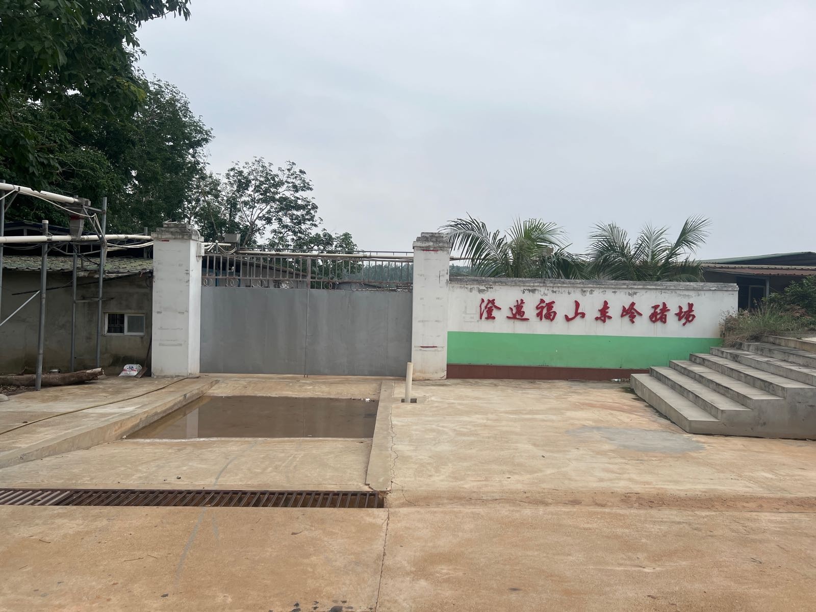 澄迈福山东岭猪场