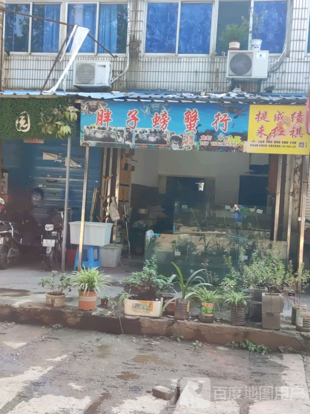 胖子螃蟹行