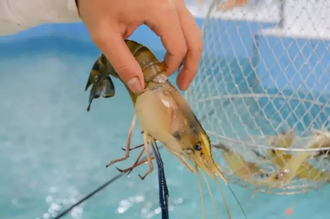 大虾公钓虾场·团建·自助烧烤