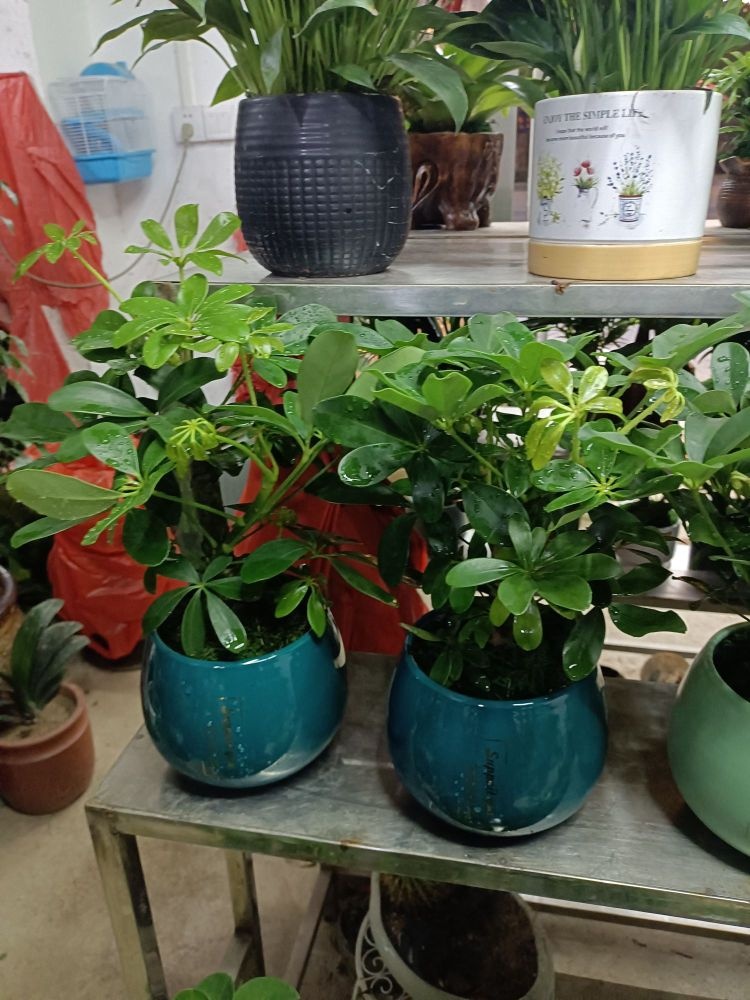 闽景花鸟鱼鱼超市