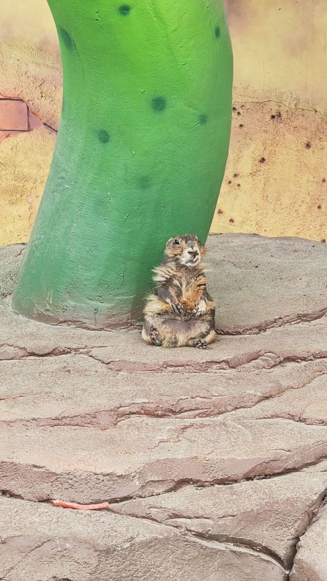 狂欢谷绵阳野生动物园
