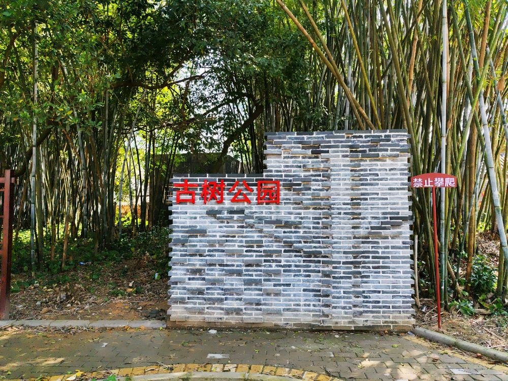 古树公园