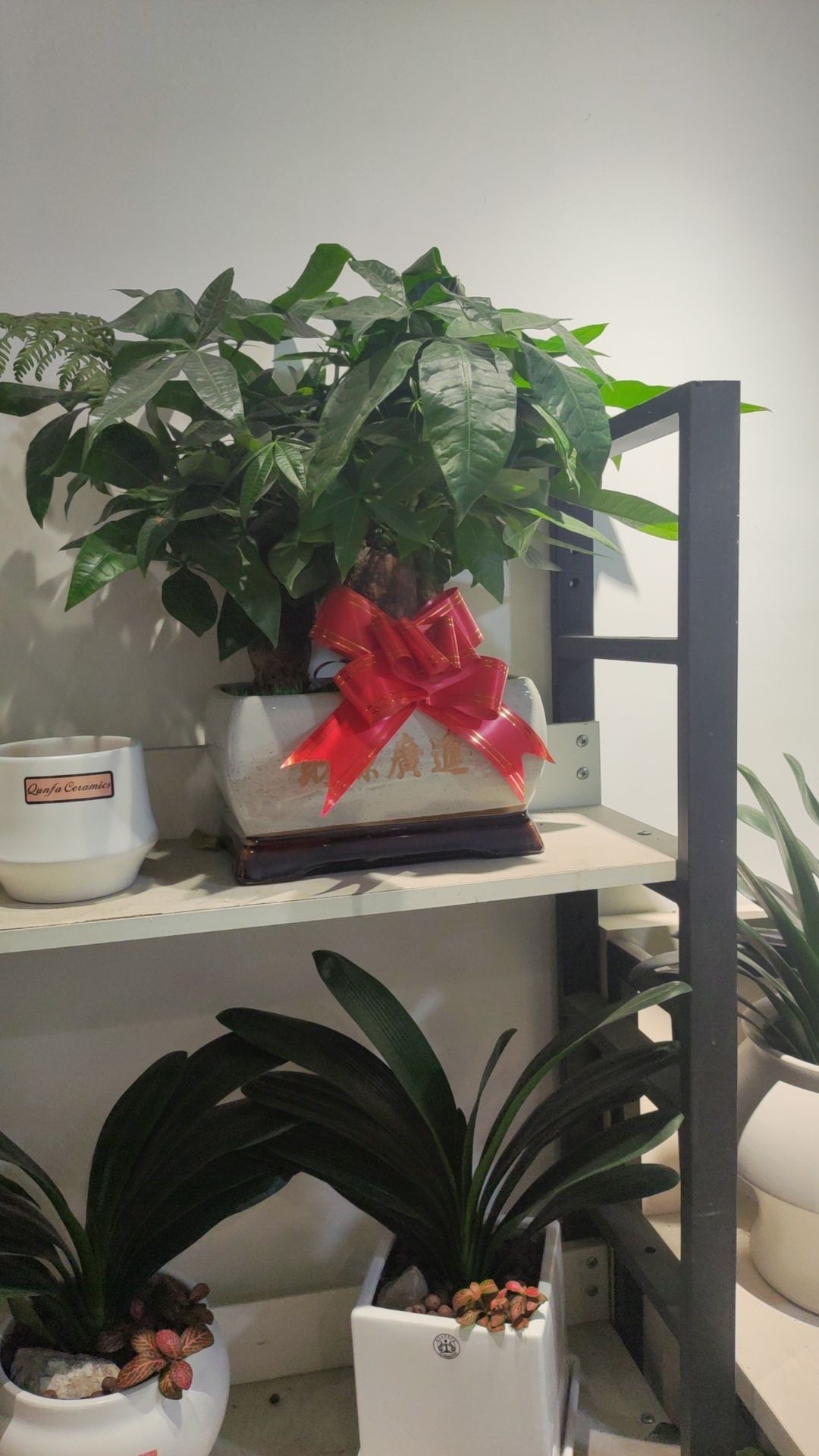 喜乐鲜花绿植
