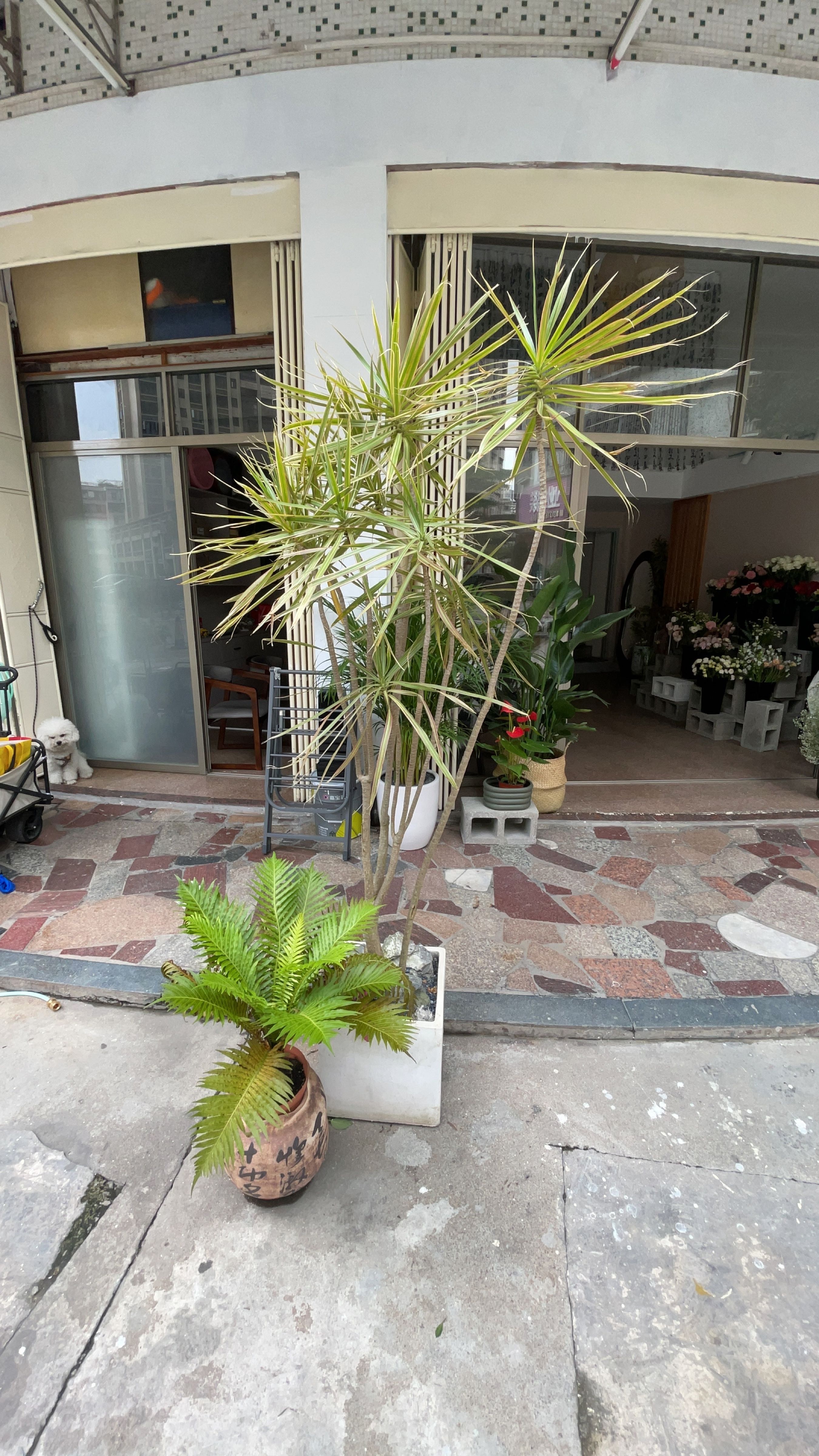 揭阳市榕城区初晓花舍花店
