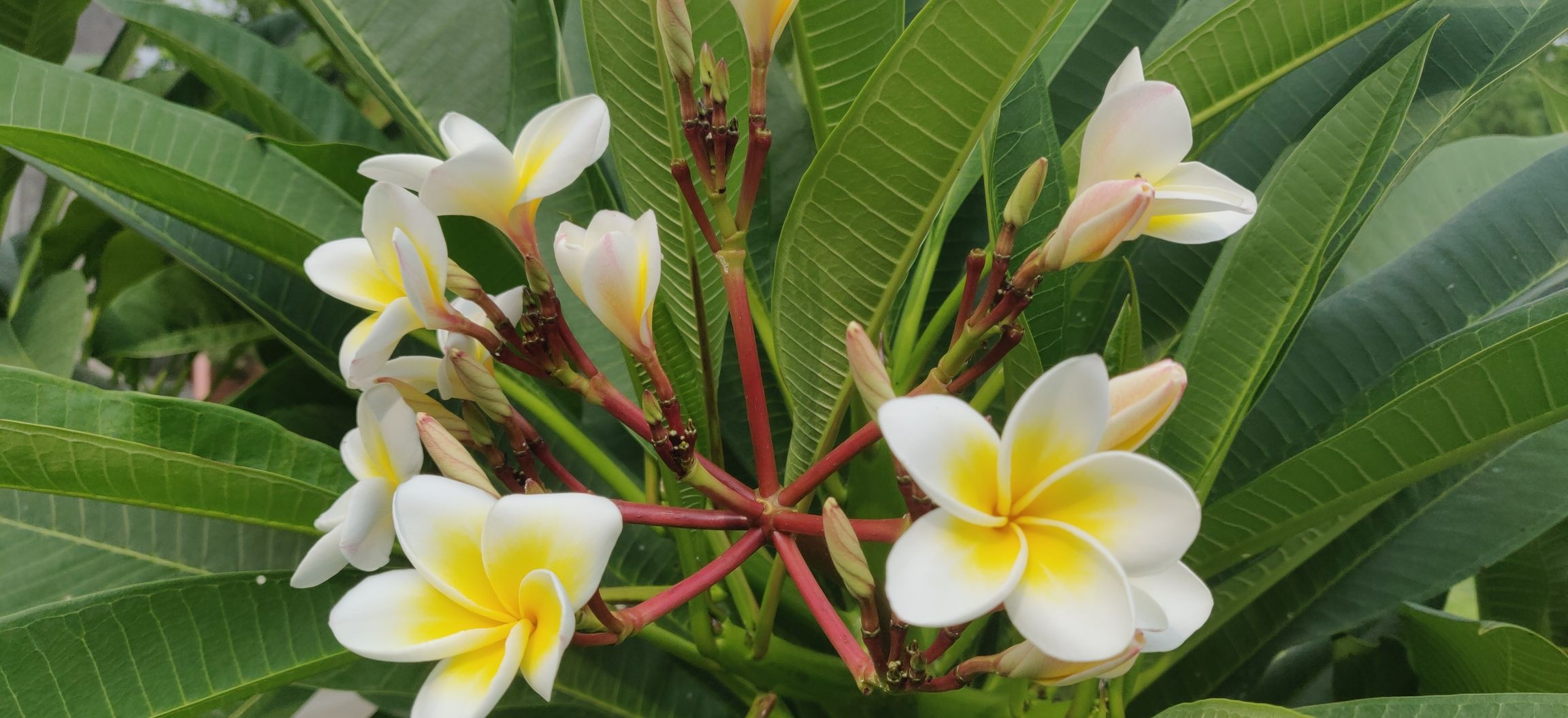 海南热带植物园