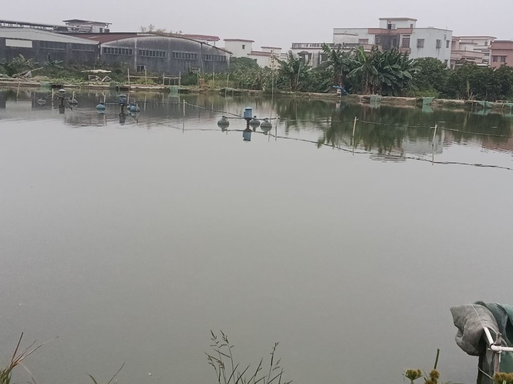 司前立春钓鱼场