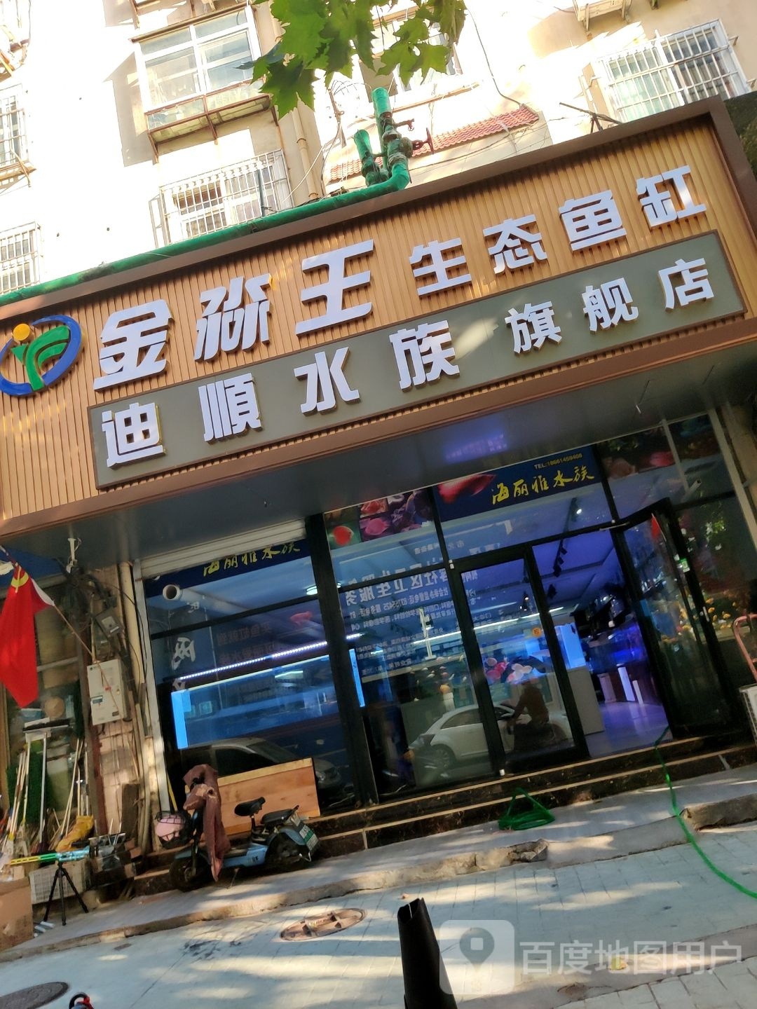 缸鱼伦迪金王戾旅淼顺态生水族旗舰店