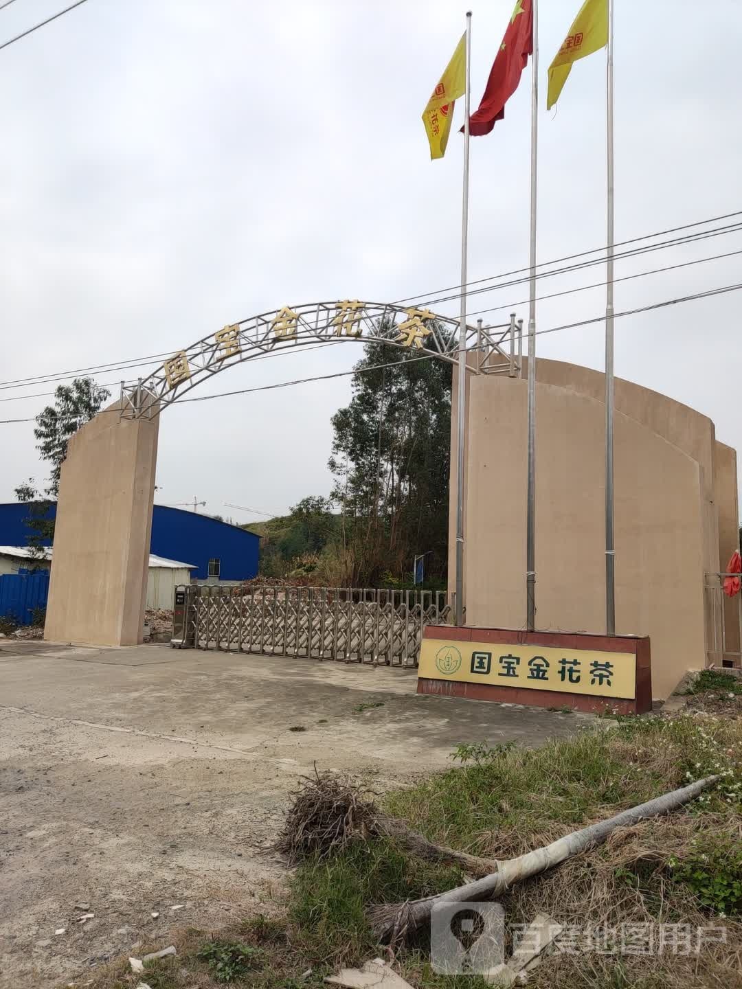 国宝金花茶