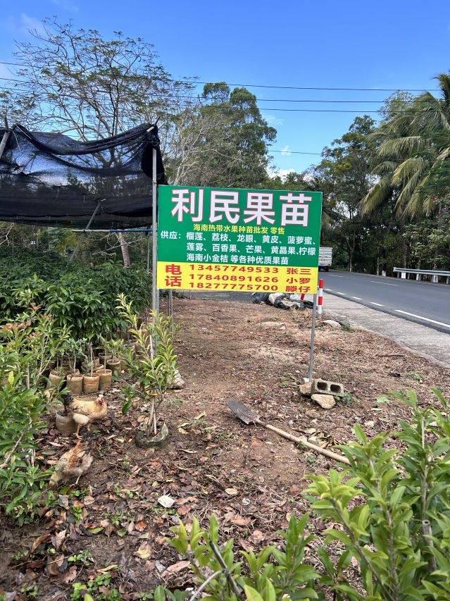 利民果苗海南热带水果种苗批发零售